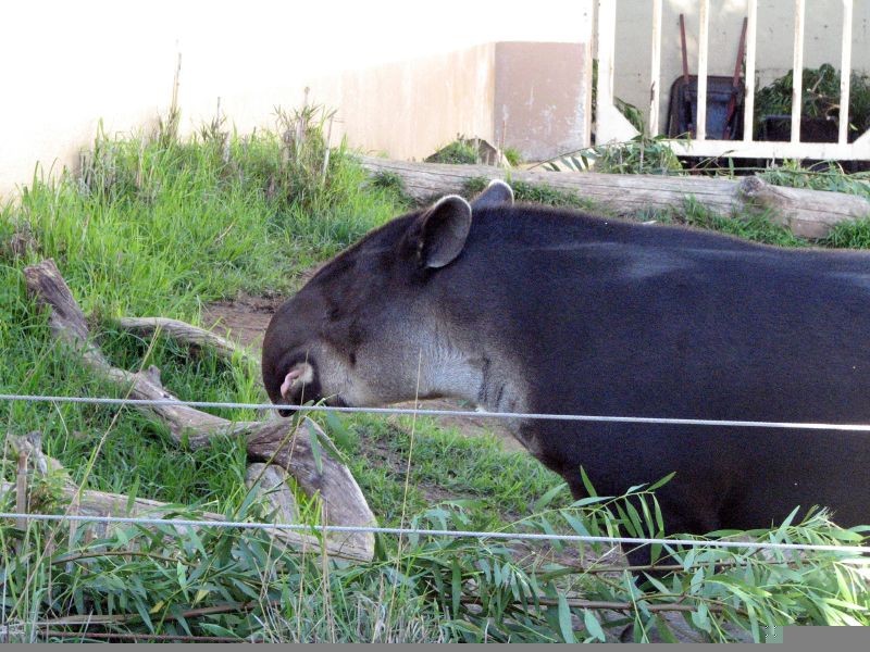 Zoológico La Isla del Tapir